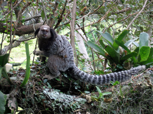 Flora e fauna de Florianópolis